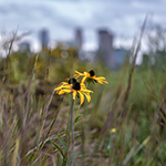 Prairie flowers with skyline